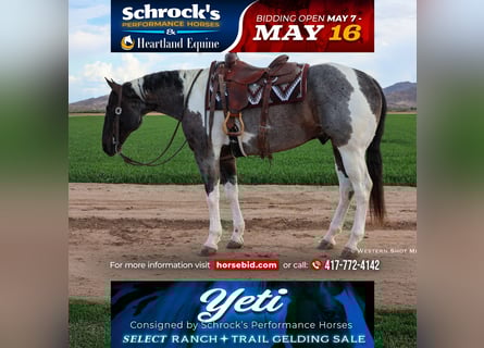 Paint Horse, Gelding, 7 years, 16 hh