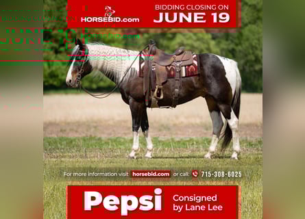 Paint Horse, Gelding, 7 years, Pinto