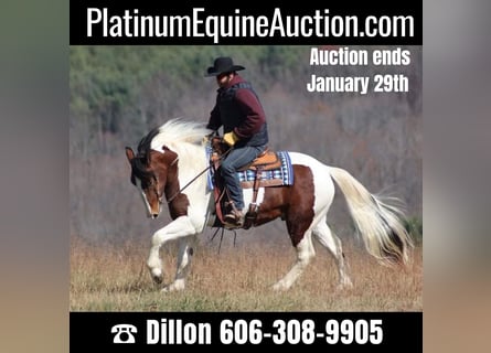 Paint Horse, Gelding, 7 years, Tobiano-all-colors