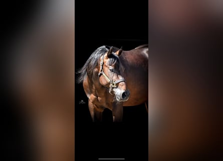 Paint Horse Mix, Gelding, 8 years, 14.2 hh, Brown