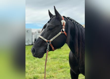 Paint Horse, Gelding, 8 years, 14,2 hh, Black