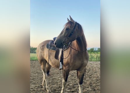 Paint Horse, Gelding, 8 years, 15.1 hh, Dun