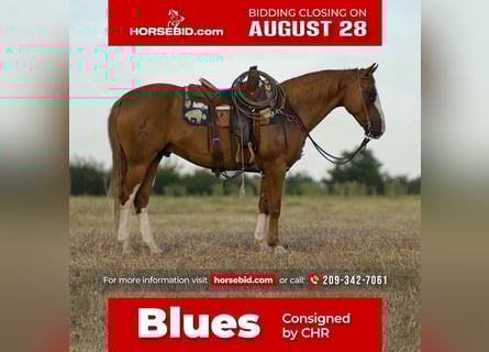 Paint Horse, Gelding, 8 years, 15.1 hh, Sorrel