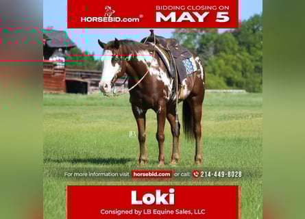 Paint Horse, Gelding, 8 years, 15 hh, Overo-all-colors