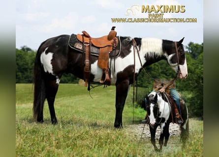 Paint Horse, Gelding, 8 years, 15 hh, Tovero-all-colors