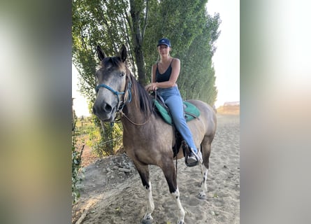 Paint Horse, Gelding, 8 years, 15,1 hh, Dun