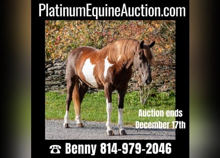 Paint Horse, Gelding, 9 years, 13,3 hh, Tobiano-all-colors