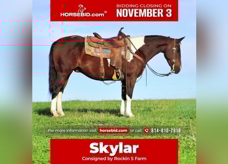 Paint Horse Mix, Gelding, 9 years, 14,2 hh, Pinto