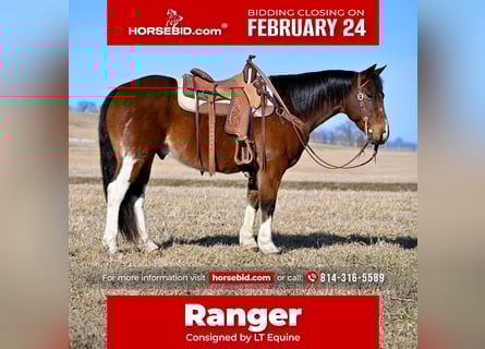 Paint Horse, Gelding, 9 years, 14,3 hh
