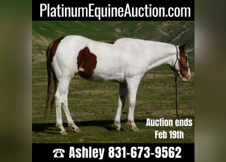 Paint Horse, Gelding, 9 years, 15.1 hh, Tobiano-all-colors