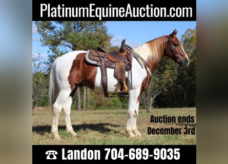 Paint Horse, Gelding, 9 years, 16 hh, Tobiano-all-colors