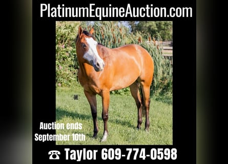 Paint Horse, Giumenta, 10 Anni, 157 cm, Baio ciliegia