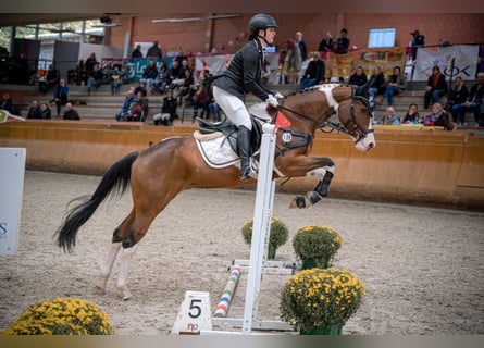 Paint Horse, Giumenta, 10 Anni, 160 cm, Tobiano-tutti i colori