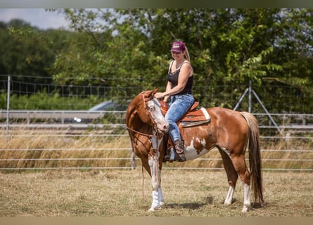 Paint Horse, Giumenta, 11 Anni, 145 cm, Overo-tutti i colori