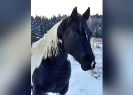 Paint Horse, Giumenta, 11 Anni, 150 cm, Tobiano-tutti i colori