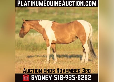 Paint Horse, Giumenta, 11 Anni, 152 cm, Falbo