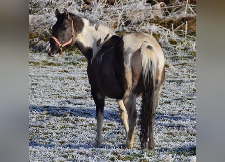 Paint Horse, Giumenta, 12 Anni, 148 cm, Grullo