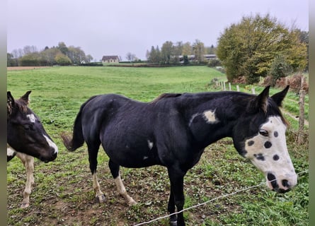 Paint Horse, Giumenta, 12 Anni, 150 cm, Morello