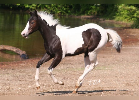 Paint Horse, Giumenta, 1 Anno, 150 cm