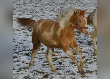 Paint Horse, Giumenta, 1 Anno, 155 cm, Pezzato