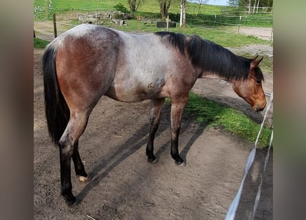 Paint Horse, Giumenta, 1 Anno, 158 cm, Baio roano