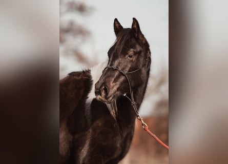 Paint Horse, Giumenta, 2 Anni, 145 cm, Può diventare grigio