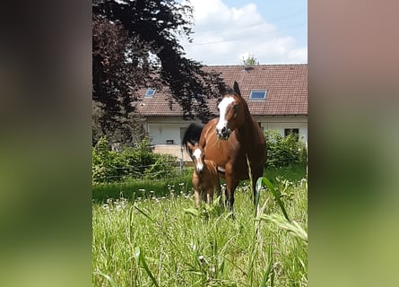 Paint Horse, Giumenta, 2 Anni, 150 cm, Baio