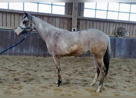 Paint Horse, Giumenta, 2 Anni, 158 cm, Overo-tutti i colori