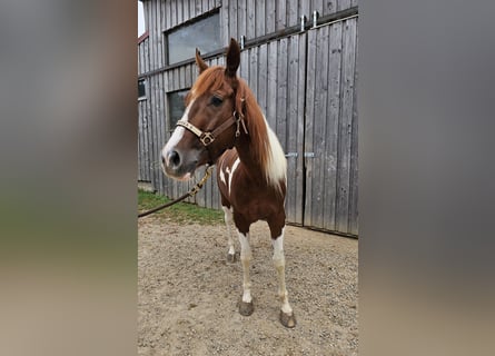 Paint Horse, Giumenta, 3 Anni, 147 cm, Tobiano-tutti i colori