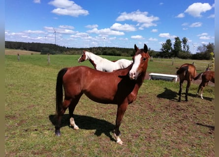 Paint Horse, Giumenta, 3 Anni, 150 cm, Baio scuro