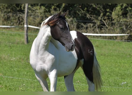 Paint Horse, Giumenta, 3 Anni, Tobiano-tutti i colori