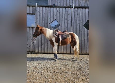 Paint Horse, Giumenta, 4 Anni, 147 cm, Tobiano-tutti i colori