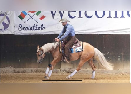 Paint Horse, Giumenta, 4 Anni, 154 cm, Palomino