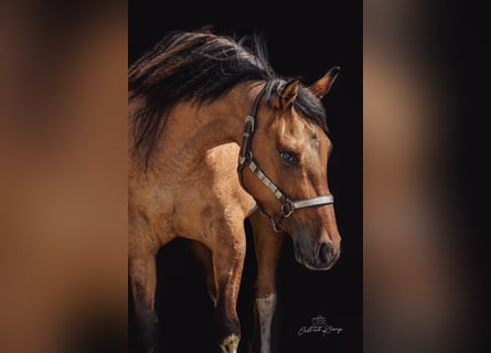 Paint Horse, Giumenta, 4 Anni, Tobiano-tutti i colori