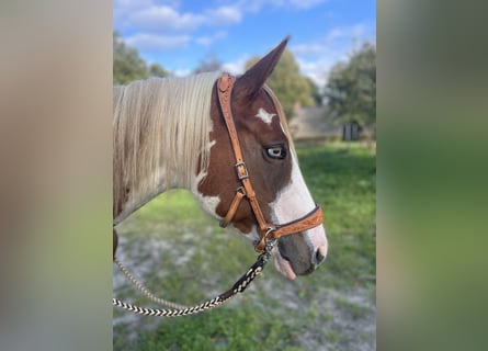 Paint Horse, Giumenta, 5 Anni, 154 cm, Tobiano-tutti i colori