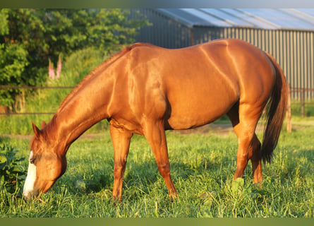 Paint Horse, Giumenta, 6 Anni, 146 cm, Sauro