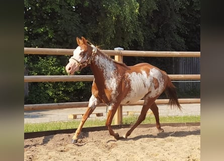 Paint Horse, Giumenta, 6 Anni, 148 cm, Overo-tutti i colori