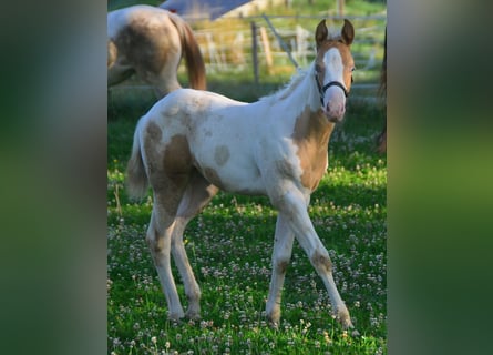 Paint Horse, Giumenta, Puledri
 (06/2024), 150 cm, Champagne