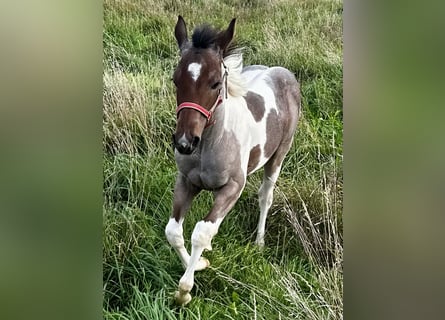 Paint Horse, Giumenta, Puledri (05/2024), 150 cm, Tobiano-tutti i colori