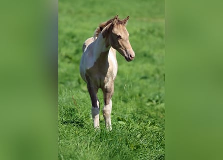 Paint Horse, Giumenta, Puledri
 (05/2023), 153 cm, Champagne