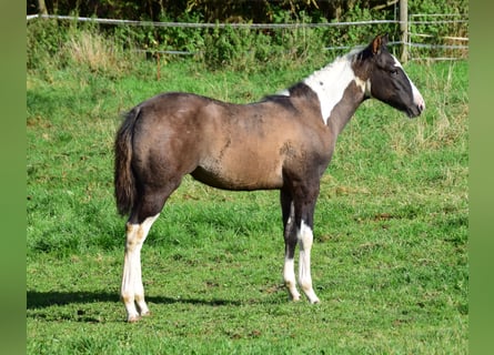 Paint Horse, Giumenta, Puledri (05/2024), 154 cm, Grullo