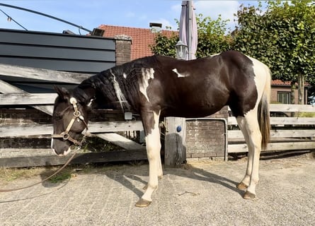 Paint Horse, Hengst, 1 Jaar, 140 cm, Gevlekt-paard