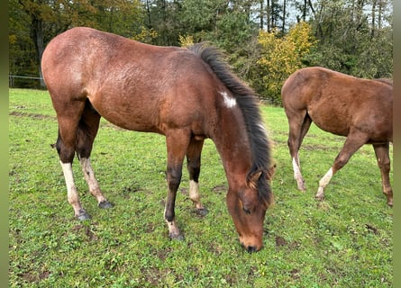 Paint Horse, Hengst, 1 Jaar, 150 cm, Gevlekt-paard