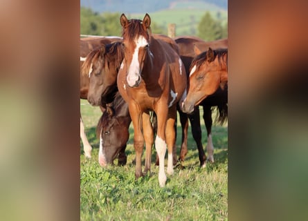 Paint Horse, Hengst, 1 Jaar, 150 cm, Overo-alle-kleuren