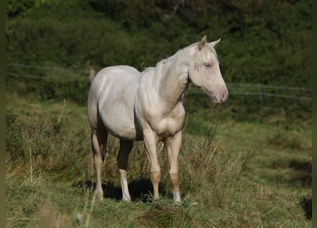 Paint Horse, Hengst, 1 Jaar, 150 cm, Palomino