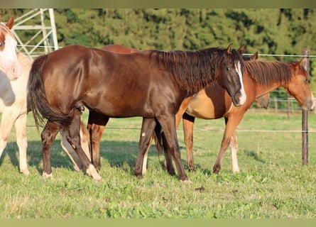 Paint Horse, Hengst, 1 Jaar, 150 cm, Zwart
