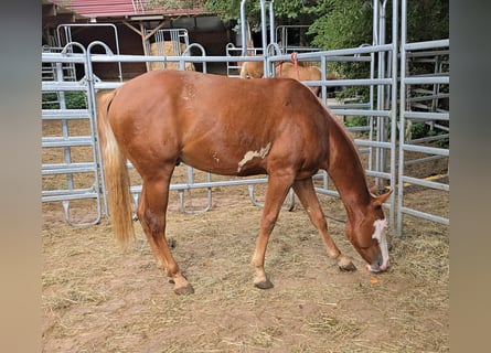 Paint Horse, Hengst, 1 Jaar, 152 cm, Gevlekt-paard