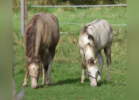 Paint Horse, Hengst, 1 Jaar, 154 cm, Champagne