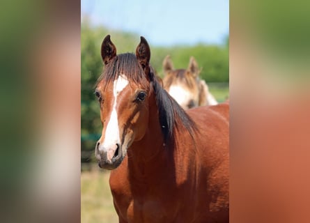 Paint Horse, Hengst, 1 Jaar, 155 cm, Bruin