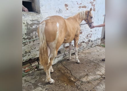 Paint Horse, Hengst, 1 Jaar, 155 cm, Gevlekt-paard